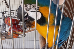 parrot-cages